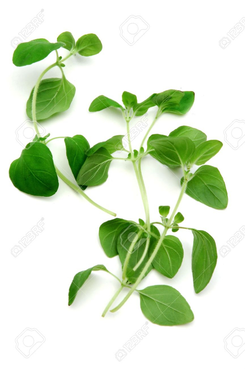 Oregano